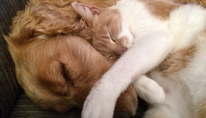 seguros para mascotas en Asturias